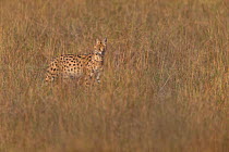 Serval (Felis serval) in tall grass, Masai Mara National Reserve, Kenya