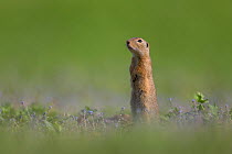 European ground squirrel (Spermophilus citellus)  adult standing alert, Lake Neusiedl, Austria , April.