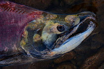 Sockeye salmon (Oncorhynchus nerka) dead male after spawning migration. Adams River, Roderick Haig-Brown Provincial Park, British Columbia, Canada October.