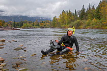 Wildlife Photographer Ingo Arndt taking underwater pictures of sockeye salmon (Oncorhynchus nerka). Adams River, Roderick Haig-Brown Provincial Park, British Columbia, Canada October.