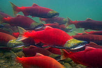 Sockeye salmon (Oncorhynchus nerka) group swimming upstream during spawning run, Adams River, Roderick Haig-Brown Provincial Park, British Columbia, Canada October.