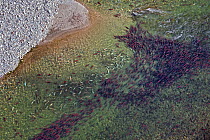 Sockeye Salmon (Oncorhynchus nerka) swimming upstream during spawning run (aerial photo). A few dead animals visible on left side. Adams River, Roderick Haig-Brown Provincial Park, British Columbia, C...
