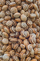 Land snail / Sandhill snail (Theba pisana) mass clustered on vegetation during dry season to avoid warm temperatures at ground level, Camargue, France, July.