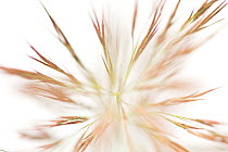 Reed (Phragmites australis) artistic shot on white background, Camargue, France