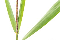 Reed (Phragmites australis) leaves, artistic shot on white background, Camargue, France