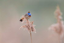Bluethroat (Luscinia svecica) male singing and displaying, sitting on reed, Hessen, Germany March.