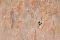 Bluethroat (Luscinia svecica) male singing and displaying, sitting in reed bed, Hessen, Germany April.