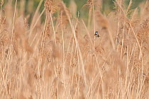 Bluethroat (Luscinia svecica) male sitting in reed bed, Hessen, Germany April.