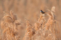 Bluethroat (Luscinia svecica) male singing and displaying, sitting on reed, Hessen, Germany April.