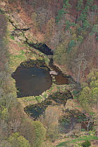 Aerial view of European beaver (Castor fiber) habitat and  structures.  Beaver ponds, lodge, dams and felled trees  are visible , Spessart, Germany, April.