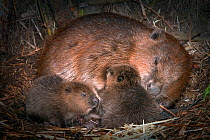 European beaver (Castor fiber) adult grooming new born babies inside lodge , Germany, May.
