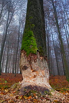 European Beaver (Castor fiber) fresh bite marks on huge (80cm in diameter) beech tree , Spessart, Germany, November.