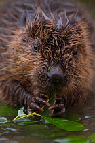 European Beaver (Castor fiber) juvenile (two month old) sitting in shallow water feeding on willow twig , Bavaria, Germany, July.