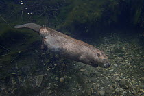 European beaver (Castor fiber) adult swimming underwater, close to beaver lodge , France