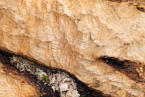 European beaver (Castor fiber) fresh bite marks on beech tree , Spessart, Germany, February.