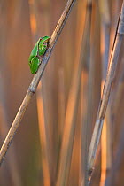 European tree frog (Hyla arborea) sitting on reed, Lake Neusiedl, Austria , April.