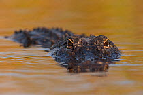 American alligator (Alligator mississippiensis), Everglades, USA, January.