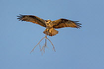 Osprey (Pandion haliaetus) carrying branch to build nest, Sanibel Island, Florida, USA, January.