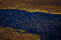 Aerial view of Blue-winged teal (Anas discors) flock flying with Great Blue Heron (Ardea herodias) on the ground, Everglades National Park, Florida, USA, January.
