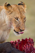 African Lion (Panthera leo) feeding on Blue Wildebeest (Connochaetes taurinus) kill, Masai Mara Game Reserve, Kenya