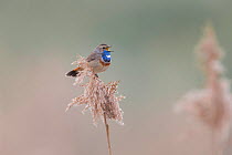 Bluethroat (Luscinia svecica) male singing and displaying, sitting on reed, Hessen, Germany, March.