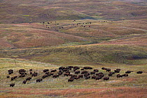 American bison (Bison bison) herd of adults and calves on prairie, South Dakota, USA September 2014.