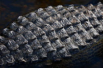 American alligator (Alligator mississippiensis) detail of skin on back which provides protection and aids in thermoregulation, dark skin absorbs heat and the bony plates called scutes work like sun co...