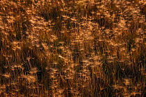 Squirretail grass (Elymus elymoides), Badlands National Park, South Dakota, USA September.