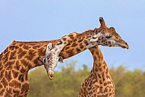 Masai giraffe (Giraffa camelopardalis tippelskirchi) males fighting, Masai Mara National Reserve, Kenya. Sequence 3 of 3