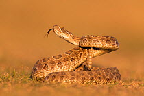 Prairie rattlesnake (Crotalus viridis viridis), threat display, South Dakota, USA September. Sequence 3 of 3