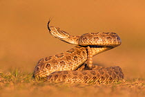 Prairie rattlesnake (Crotalus viridis viridis), threat display, South Dakota, USA September. Sequence 2 of 3