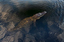 American alligator (Alligator mississippiensis) with cloud reflections, Everglades, USA, January.