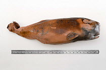 Sperm whale (Physeter macrocephalus) preserved male calf fetus measuring 60cm to 70cm. Origina unknown presumably removed from mother during necropsy.