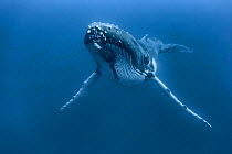 Humpback whale (Megaptera novaeangliae) male resting,  Vava'u, Kingdom of Tonga. Pacific Ocean.