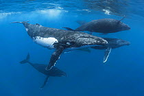 Humpback whales (Megaptera novaeangliae), female with group of six males following during heat run. Vava'u, Kingdom of Tonga.