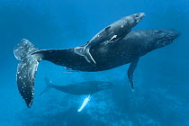 Humpback whale (Megaptera novaeangliae) mother and calf accompanied by male with a white pectoral fin. Photographed in Vavau, Kingdom of Tonga.