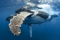 Humpback whale (Megaptera novaeangliae) female with calf, pursued by males during heat run. Vava'u, Kingdom of Tonga. Pacific Ocean.