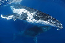Humpback whale (Megaptera novaeangliae) engaged in courtship, whale in the foreground is the female. The darker one below is the male, Vava'u, Kingdom of Tonga. Pacific Ocean.