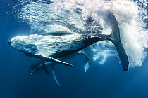 Humpback whales (Megaptera novaeangliae) pair engaged in courtship. The male is in the foreground, with the females mammary slits and hemispheric lobe visible in the background.  Vava'u, Kingdom of To...