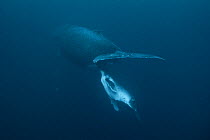 Humpback whale calf (Megaptera noavaeangliae) nursing in dark water with low visibility. Vava'u, Kingdom of Tonga. Pacific Ocean.