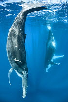 Humpback whale (Megaptera novaeangliae) female calf mimicking her mother, visible in the background. The adult female had the habit of resting with her fluke at the surface. Vava'u, Kingdom of Tonga....
