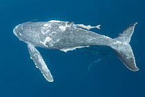 Humpback whale (Megaptera novaeangliae) with injuries such as scarred body and dorsal fin nearly severed, possibly from a Killer whale attack. Vava'u, Kingdom of Tonga. Pacific Ocean.