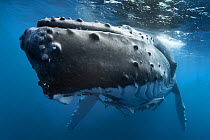 Humpback whale (Megaptera novaeangliae) female close up, Vava'u, Kingdom of Tonga. Pacific Ocean.