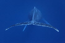 Humpback whale (Megaptera novaeangliae) singing in the classic head-down pose. Vava'u, Kingdom of Tonga. Pacific Ocean.