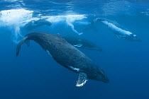 Humpback whales (Megaptera novaeangliae) heat run with four males pursuing female.  Vava'u, Kingdom of Tonga. Pacific Ocean.