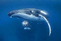 Humpback whale calf (Megaptera novaeangliae) resting under the chin of its mother. Vava'u, Tonga, Pacific Ocean.