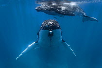Humpback whale (Megaptera novaeangliae) female with male calf, resting in shallow water. Vava'u, Kingdom of Tonga, Pacific Ocean.