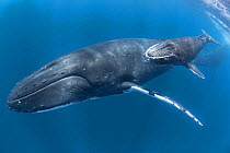 Humpback whale (Megaptera novaeangliae) and her calf pursued by males during heat run. Vava'u, Tonga, Pacific Ocean.