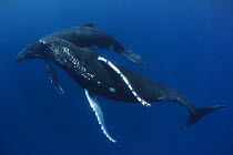 Humpback whales (Megaptera novaeangliae) female with male pursuing during heat run, Vava'u, Tonga, Pacific Ocean.