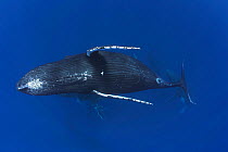 Humpback whale (Megaptera novaengliae) female swimming away from six males during heat run, Vava'u, Tonga, Pacific Ocean.